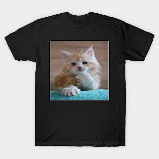 What Happened cat T-Shirt by joshsmith